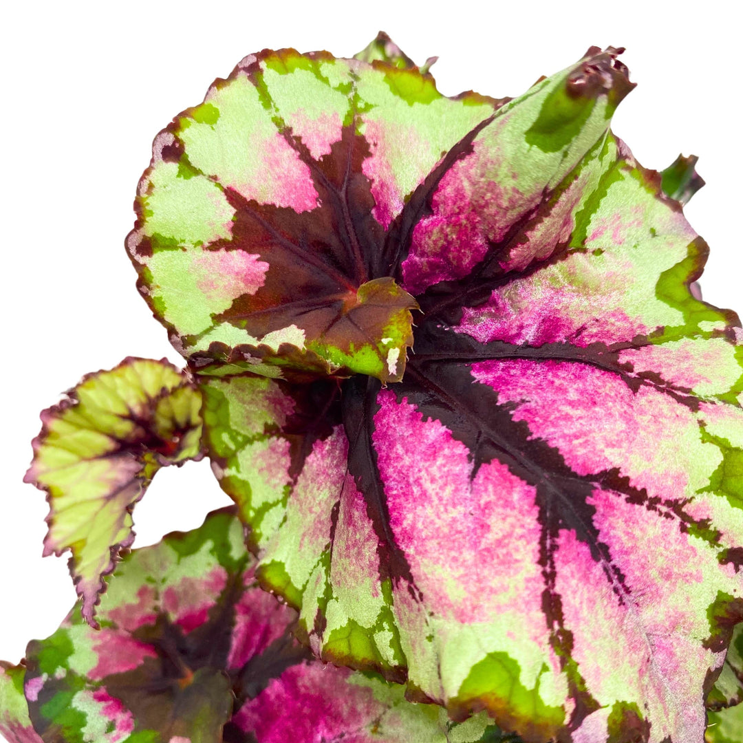 Begonia Rex Ballroom 4 inch