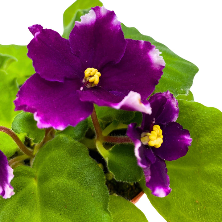 KZ Butterfly Effect African Violet 4 inch