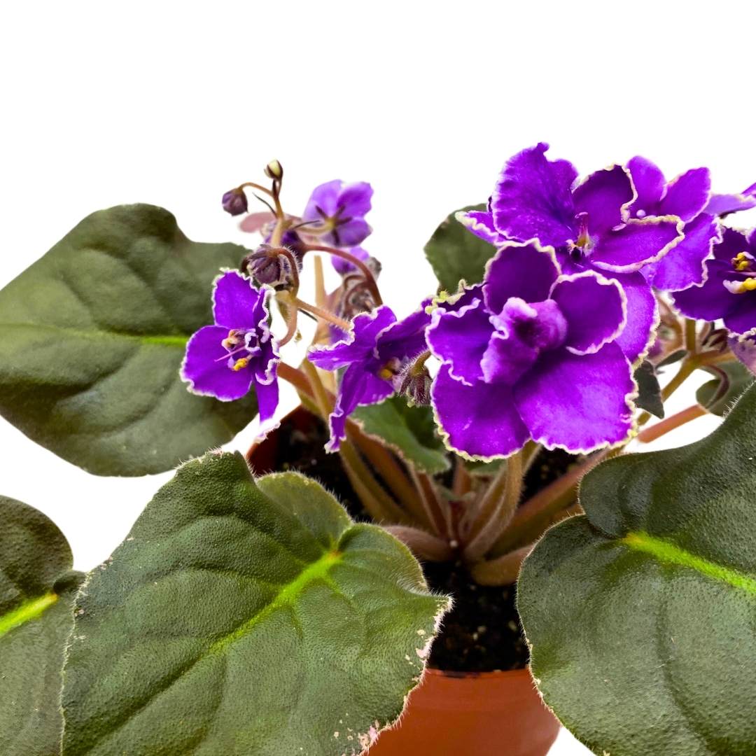 African Violet Wrangler's Spanish Cavalier 4 inch