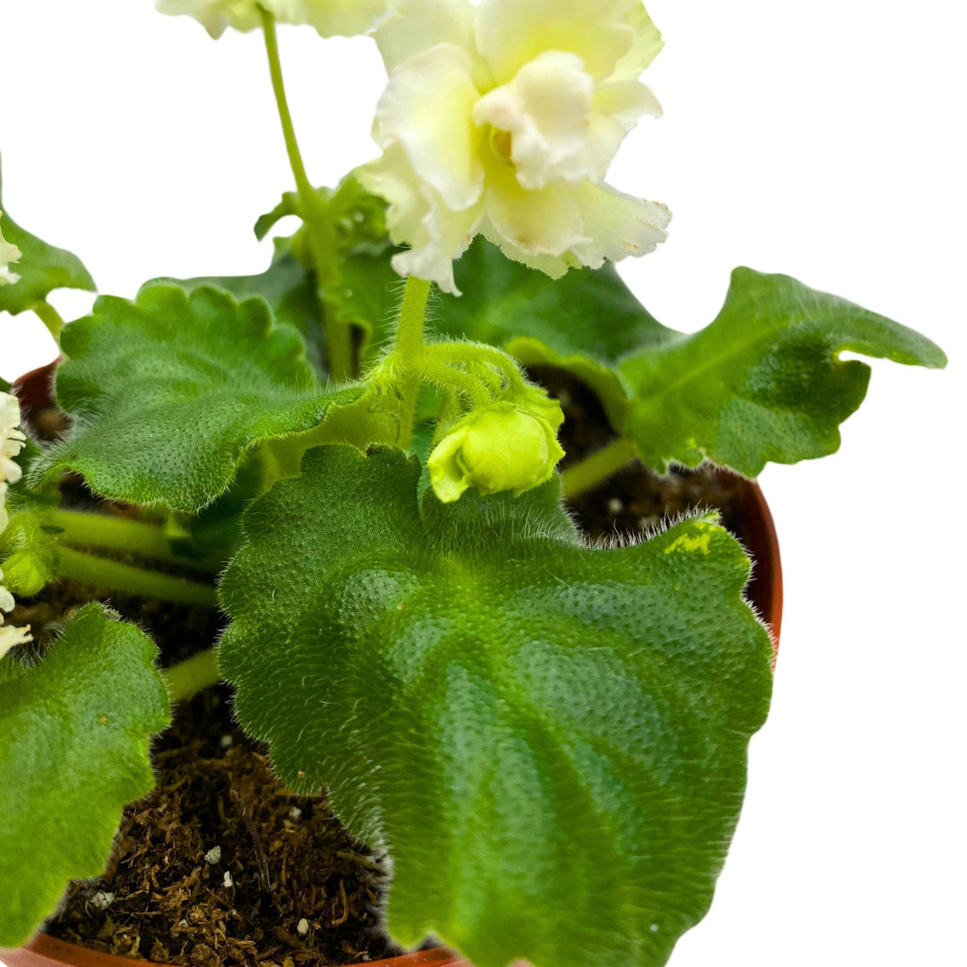 Tropical Sunshine African Violet Saintpaulia 4 inch