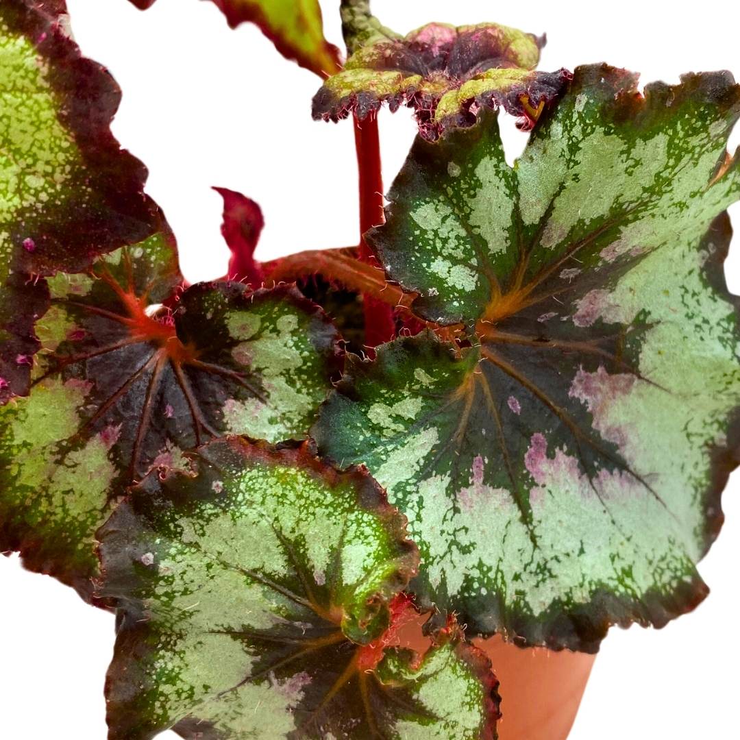 Begonia Rex Harmony's Galaxy 4 inch New Hybrid