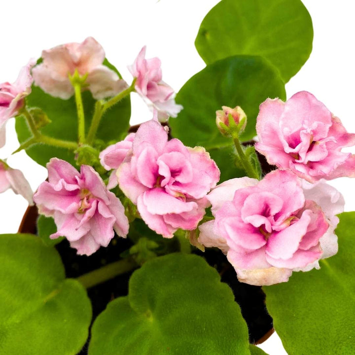 African Violet Aca's Pink Delight 4 inch Gesneriad