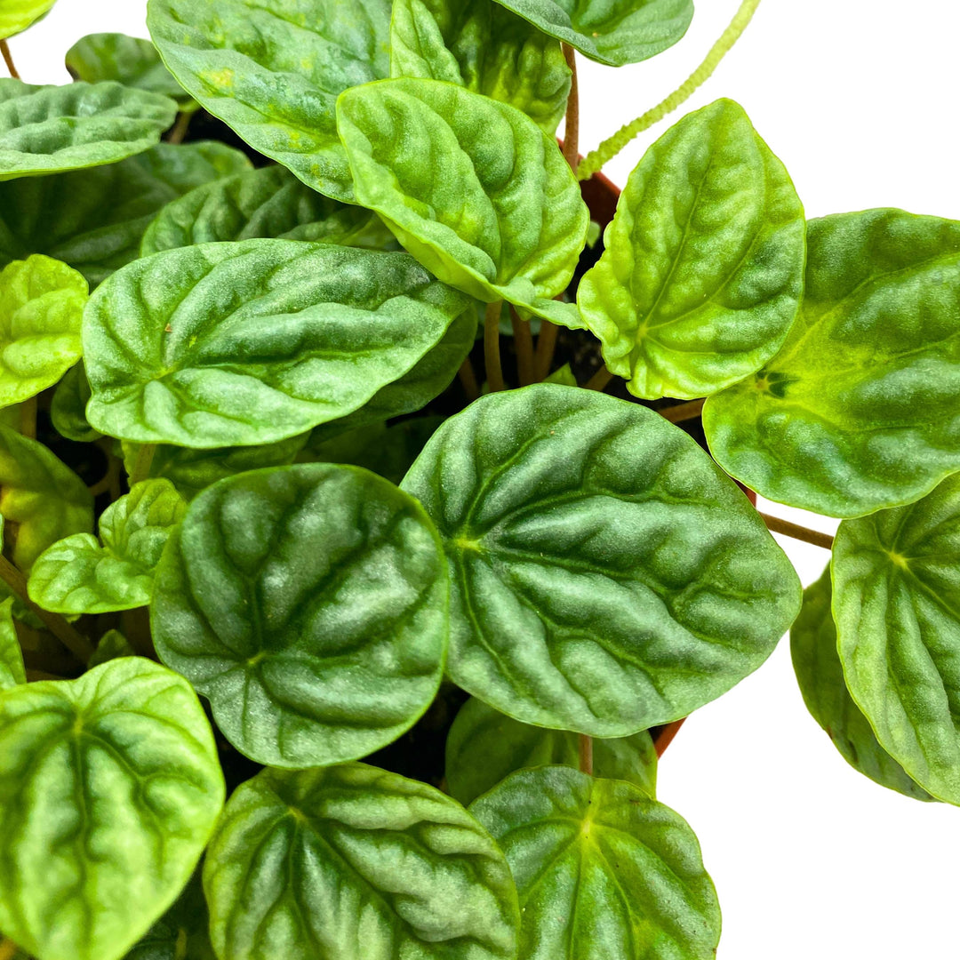 Peperomia Silver Dragon Light Green Emerald Ripple 6 inch