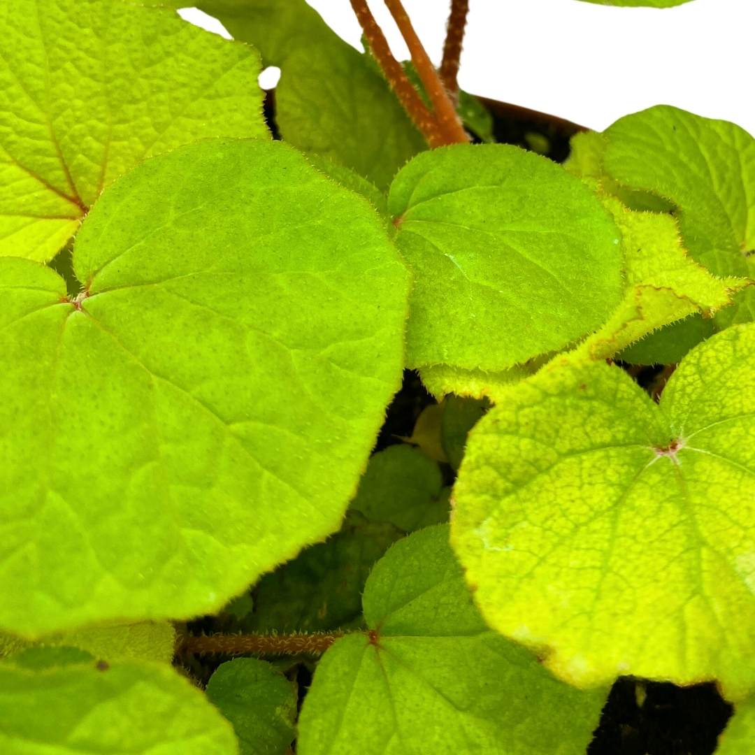 Begonia Paleata, 6 inch Green Large Leaf Rhizo Rhizomatous