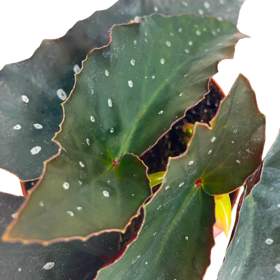 Harmony's Dark Sorcery Angel Wing Begonia 4 inch