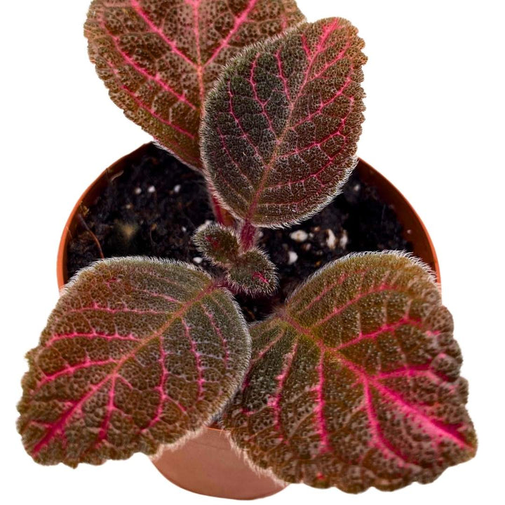 Episcia Pink Gator Flame Violet 2 inch