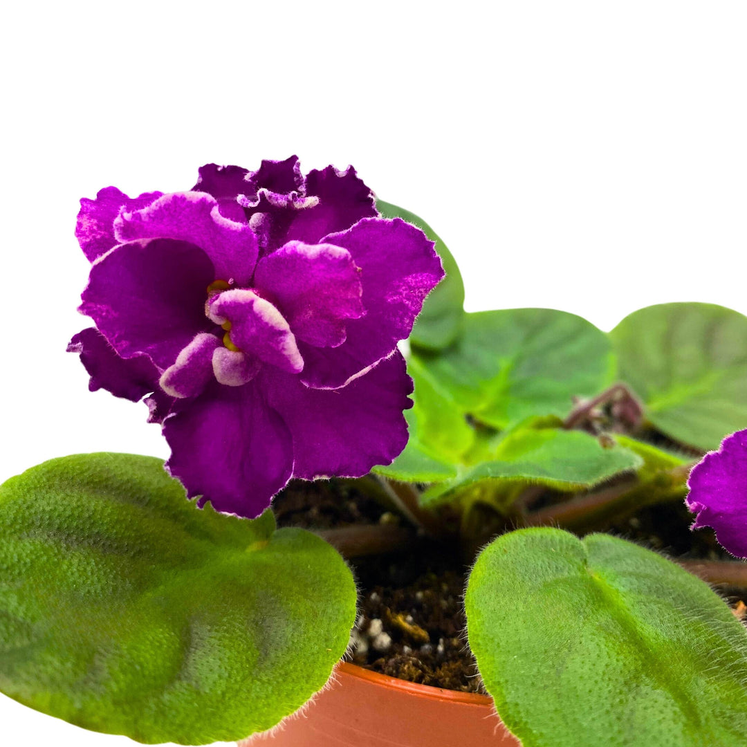 Sun Sizzle African Violet Saintpaulia 4 inch