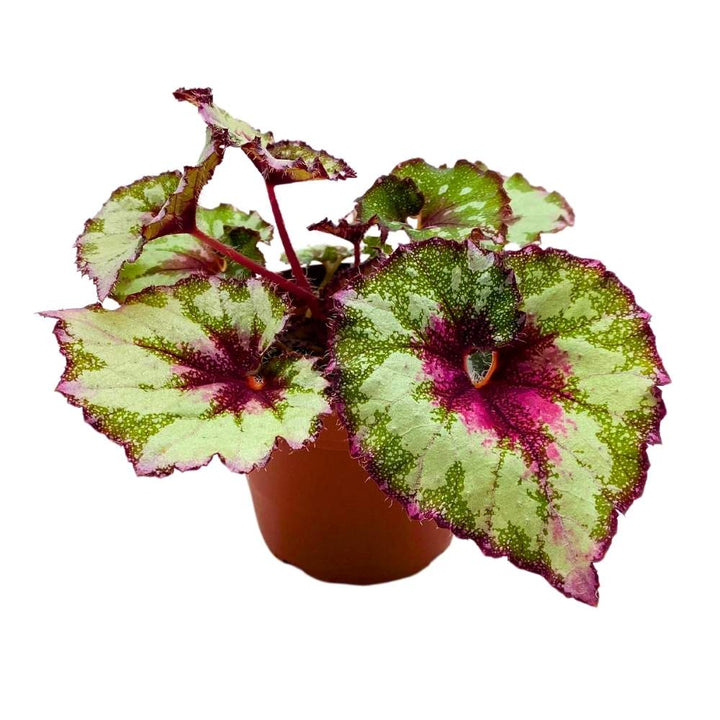Harmony's Peppermint Twist Begonia Rex 4 inch Pink Green White Dots Curly Spotted