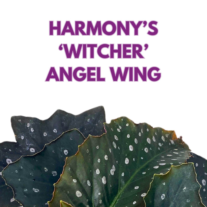 Harmony's Witcher Angel Wing Begonia 4 inch