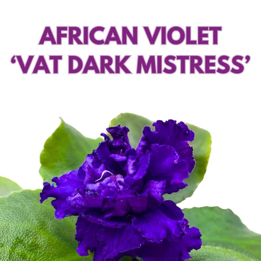 VaT Dark Mistress African Violet Saintpaulia 4 inch