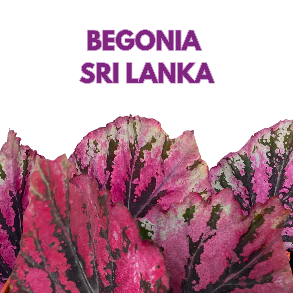 Sri Lanka Begonia Rex 4 inch Pink Red Green White