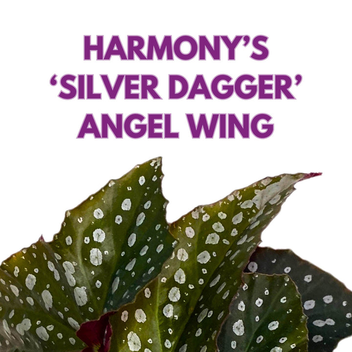 Harmony's Silver Dagger Angel Wing Cane Begonia 4 inch