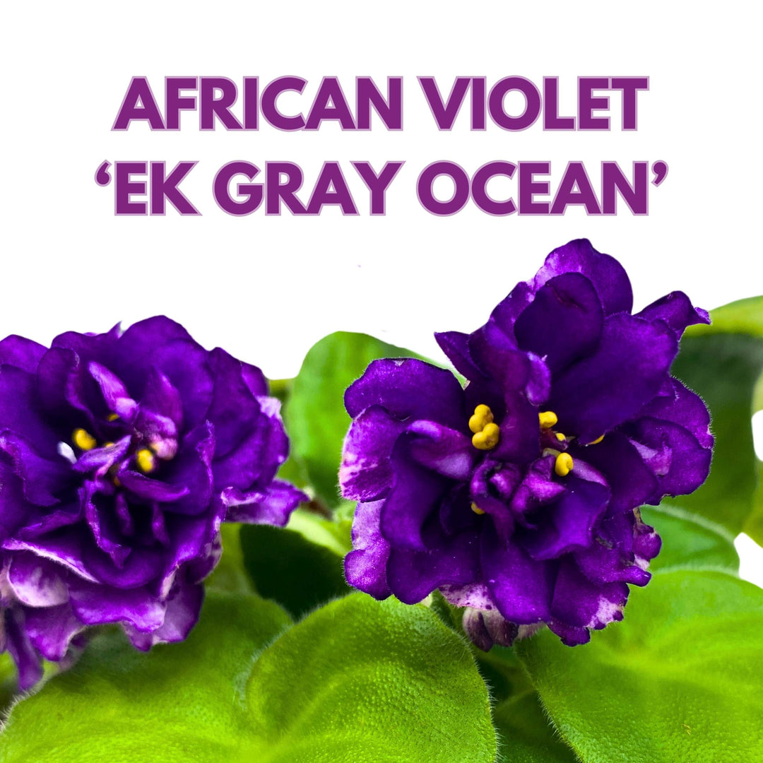 EK Gray Ocean African Violet Saintpaulia 4 inch