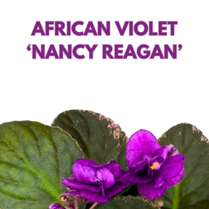 Nancy Reagan Variegated African Violet Saintpaulia 4 inch