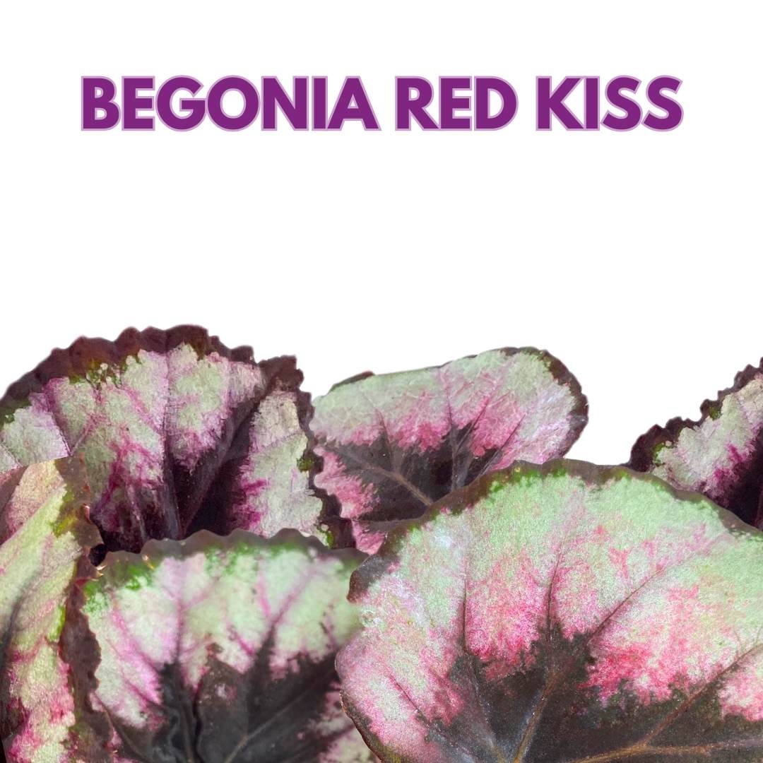 Begonia Rex Red Kiss 4 inch