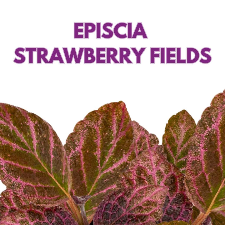 Episcia Strawberry Fields Flame Violet 2 inch