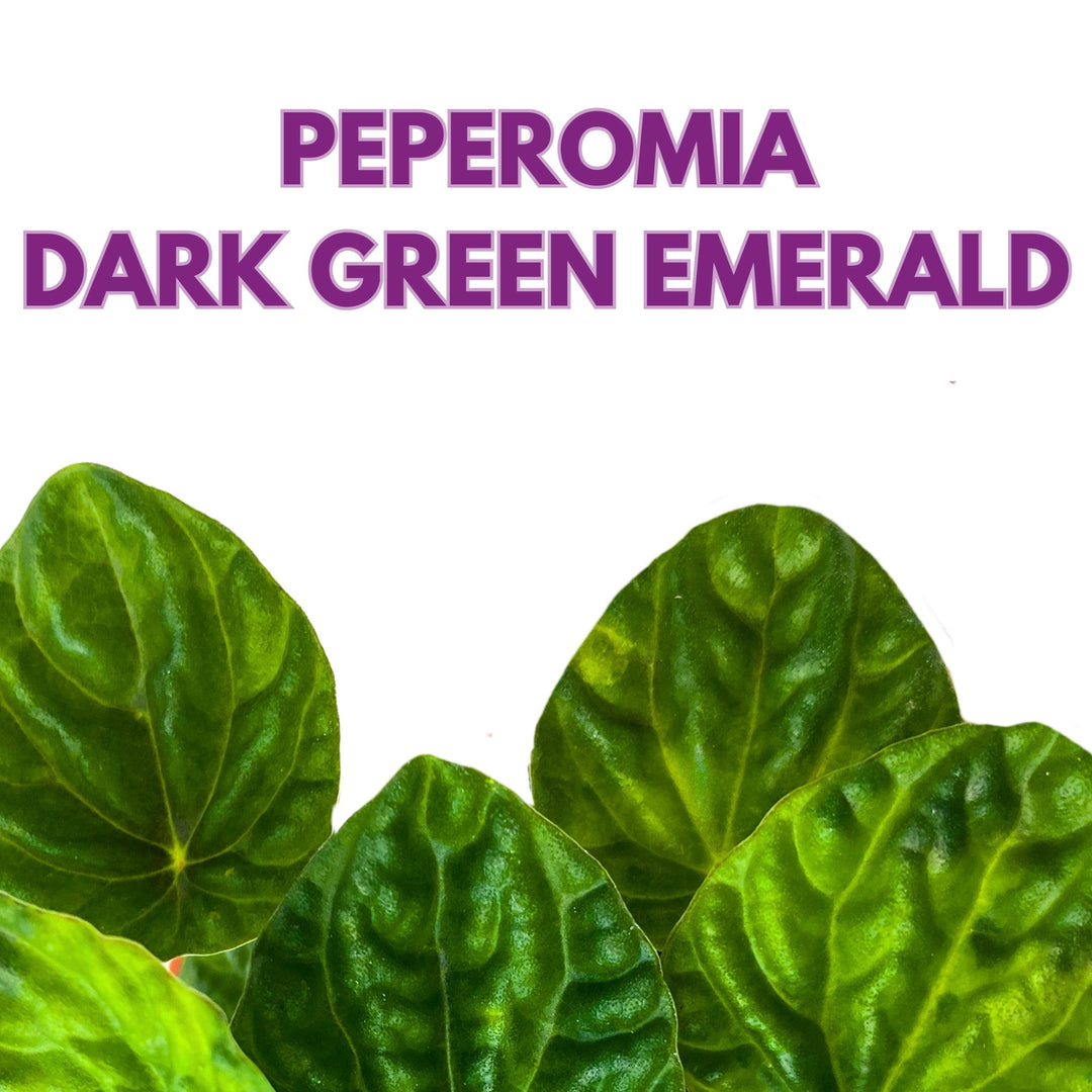 Peperomia Dark Green Emerald Ripple 6 inch