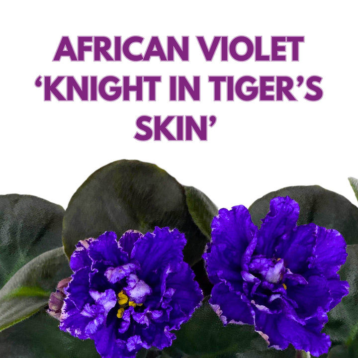 Knight in Tiger's Skin African Violet Variegated Flower 4 inch