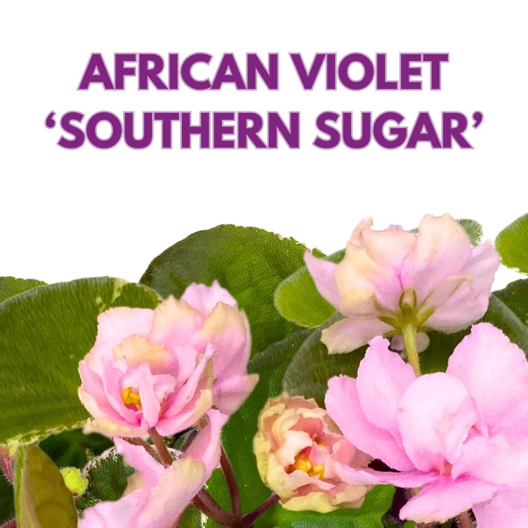 African Violet Southern Sugar 4 inch