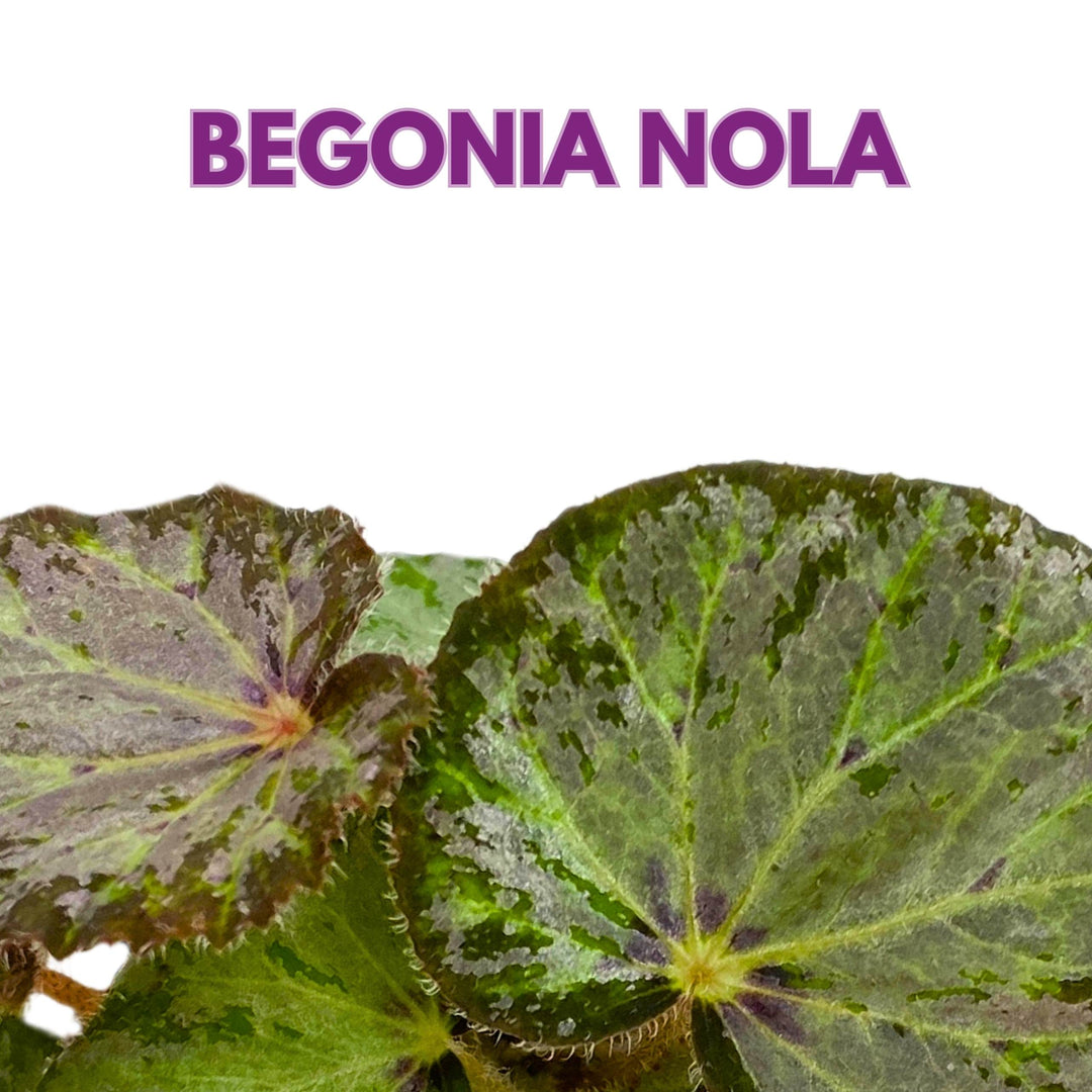 Begonia Nola 4 inch