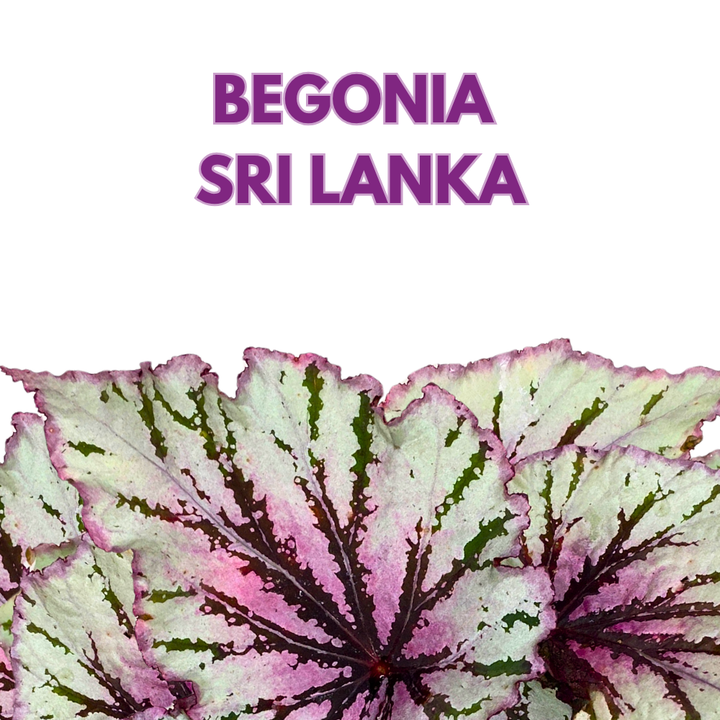 Sri Lanka Begonia Rex 6 inch Pink Red Green White