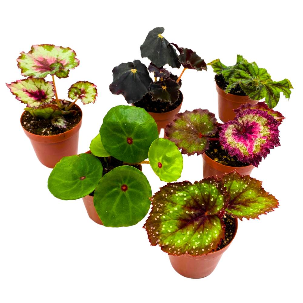 Harmony's Begonia Rex Assortment, 2 inch 6 Different Colorful Rex Begonias
