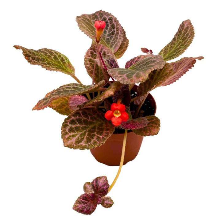 Episcia Strawberry Fields Flame Violet 4 inch