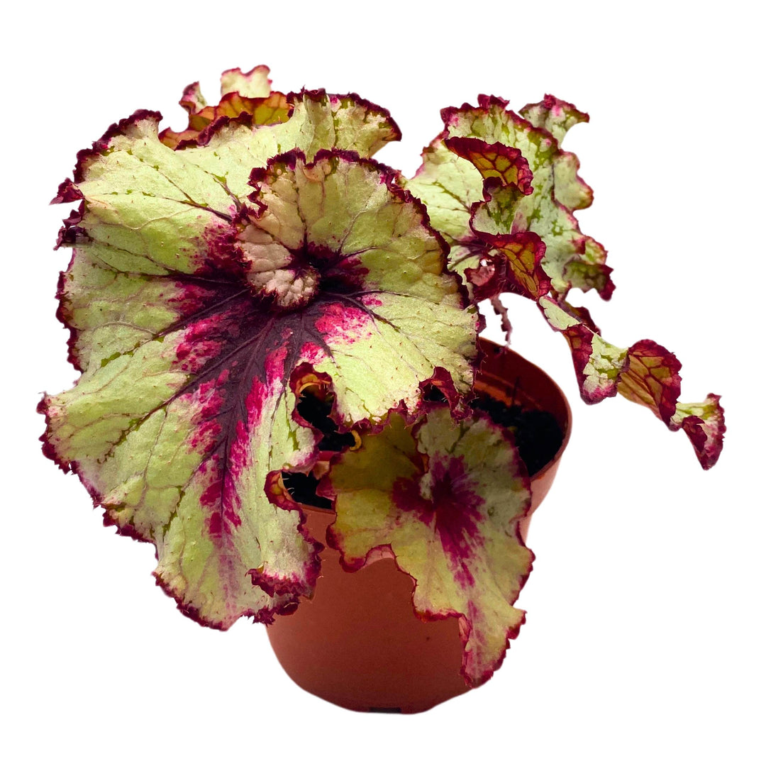 Begonia Rex Harmony's Blood Moon 4 inch