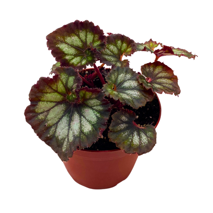 Harmony's Double Vision Begonia Rex 4 inch Black Gray Purple