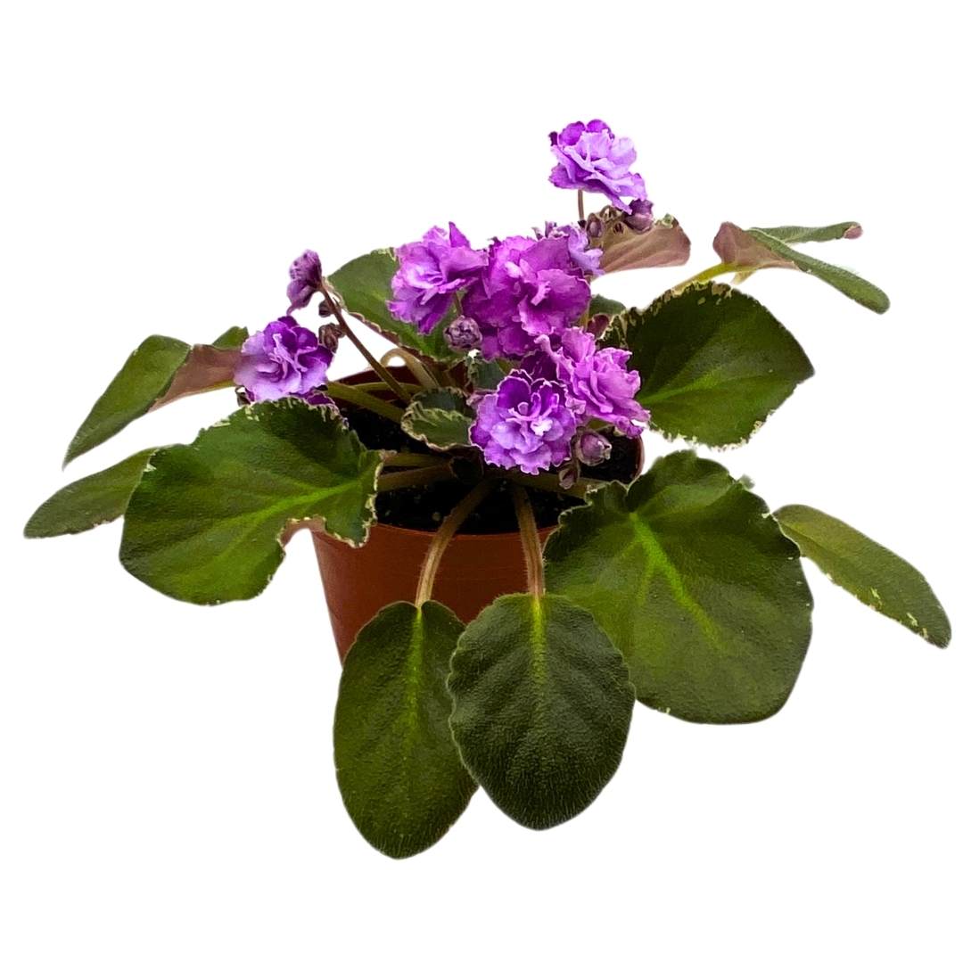 African Violet Wrangler's High Sierra 4 inch