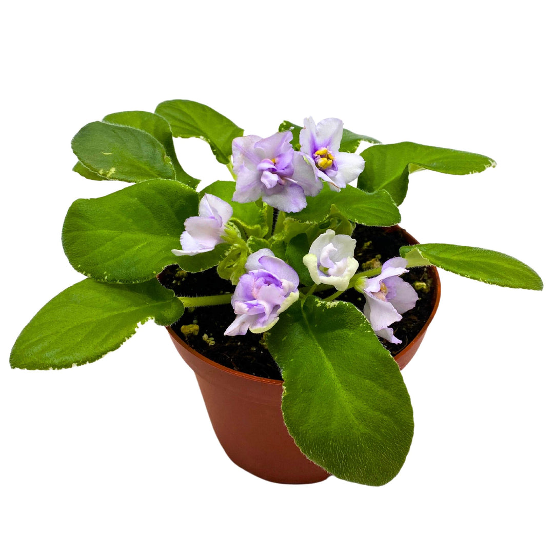 Senk's Snowy Egred Variegated African Violet Saintpaulia 4 inch