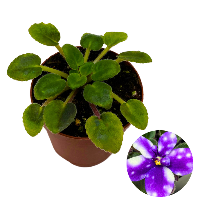Mini African Violet Hunter's Primal Scream 2 inch Purple Flower White Flecks