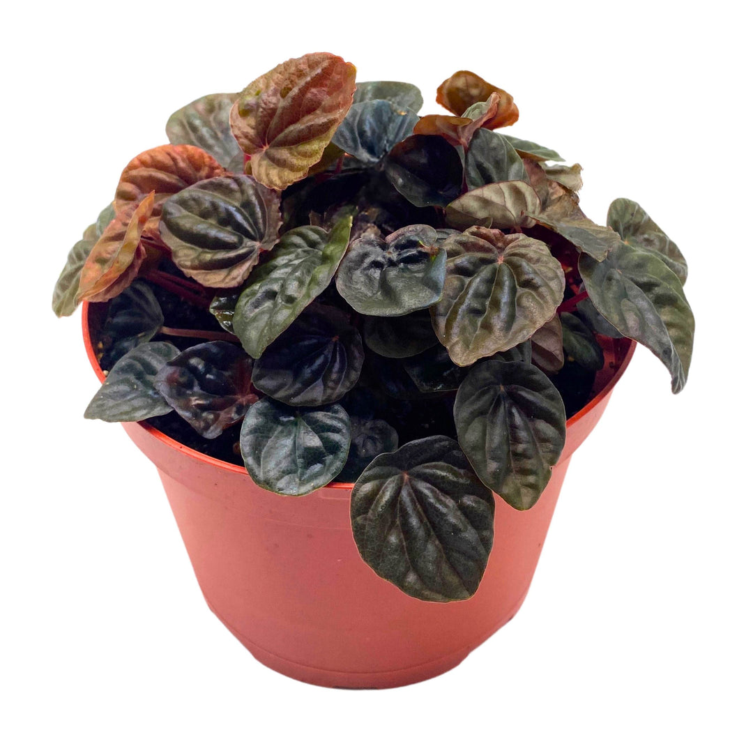 Peperomia Chocolate Emerald Ripple Brown with Green Variegation 6 inch