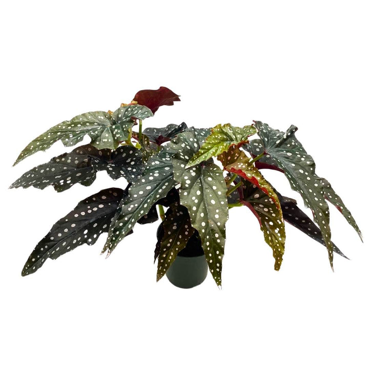 Angel Wing Cane Begonia Dark Forest 4 inch