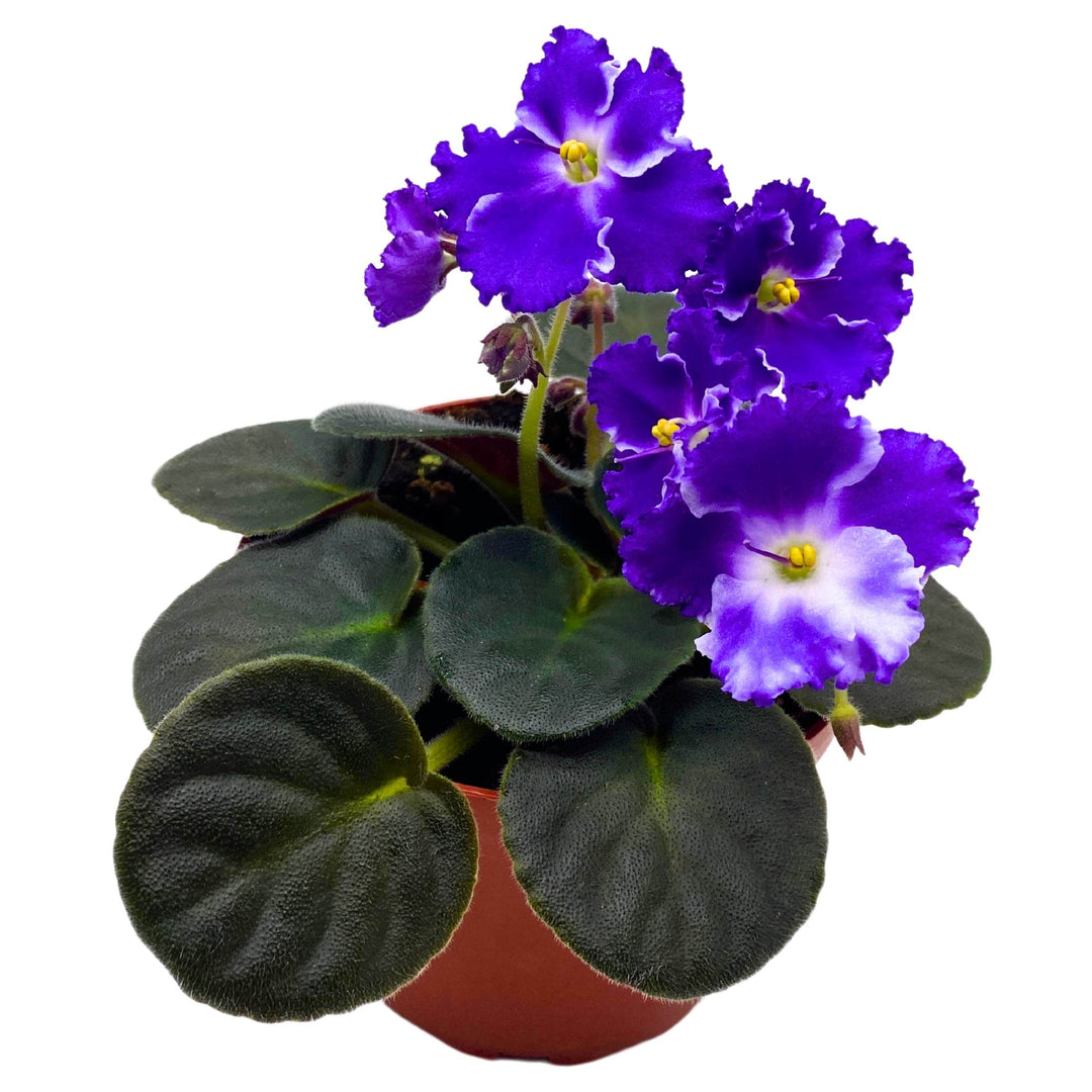 Snow Edelweiss African Violet Saintpaulia 4 inch