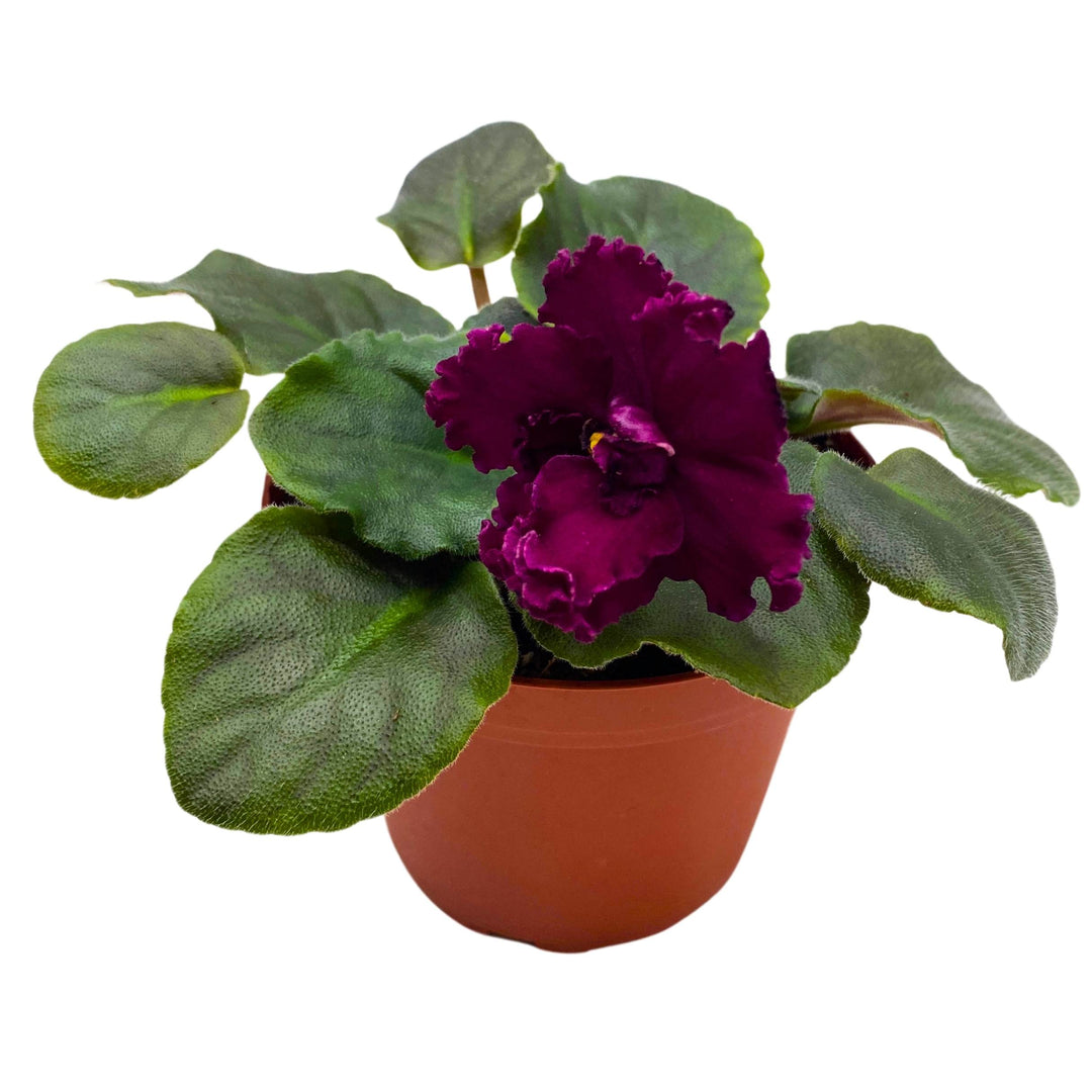 VaT Dark Wine African Violet Saintpaulia 4 inch