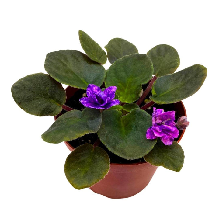 African Violet Cajun's Blueberry Hill 4 inch Gesneriad