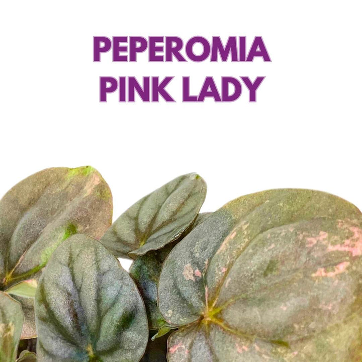 Peperomia Pink Lady 2 inch Harmony's pink variegated pep strong genetics