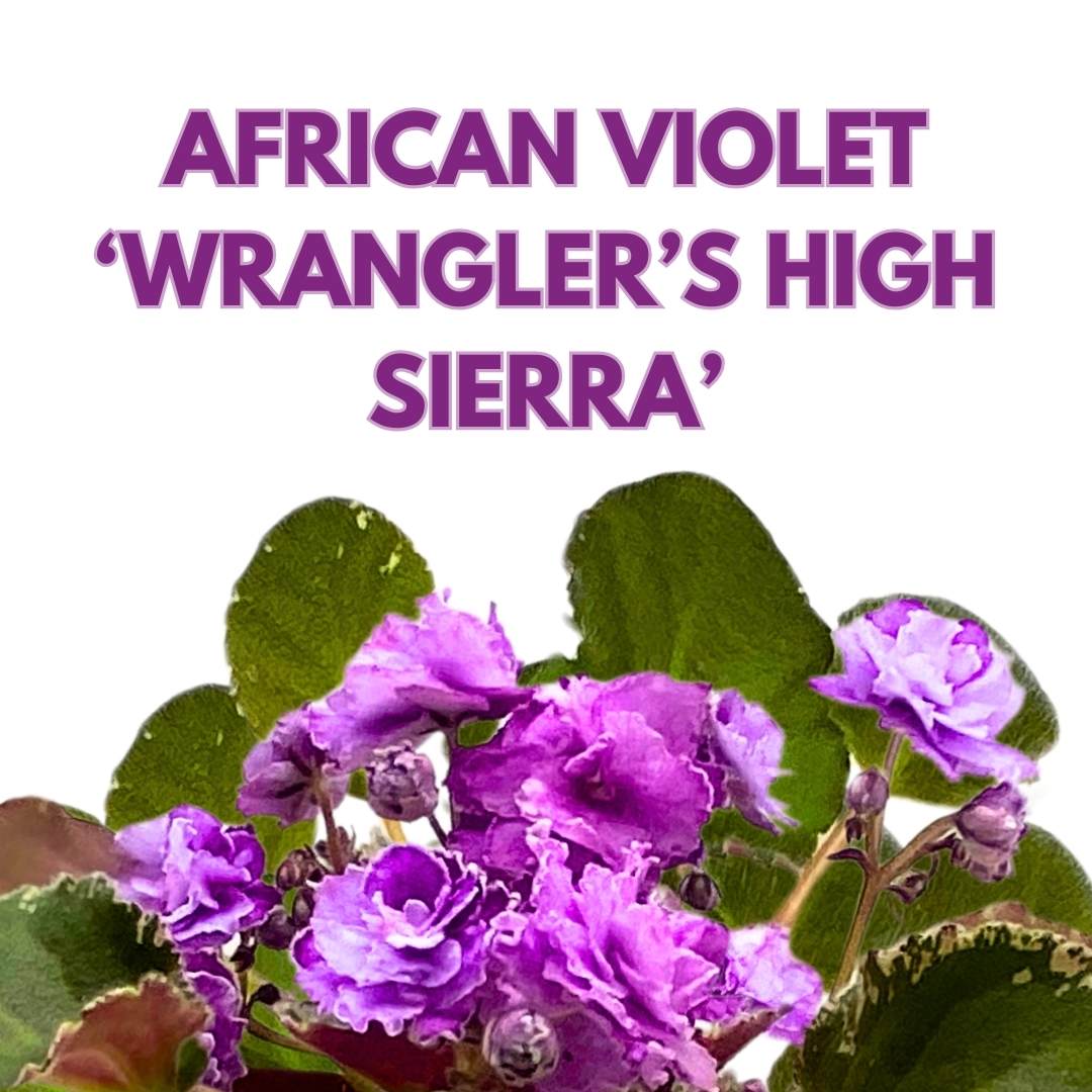 African Violet Wrangler's High Sierra 4 inch