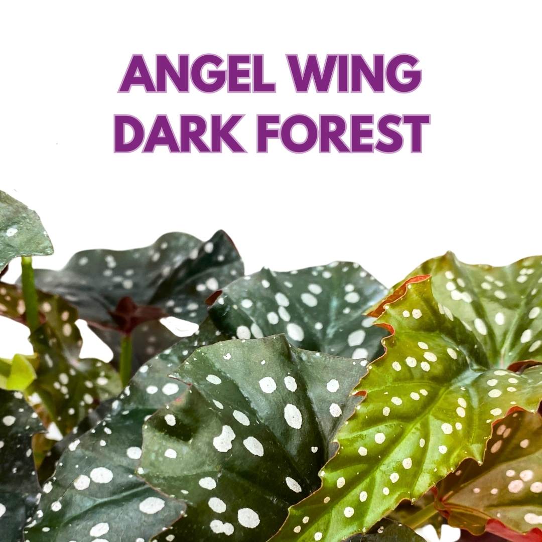 Angel Wing Cane Begonia Dark Forest 4 inch