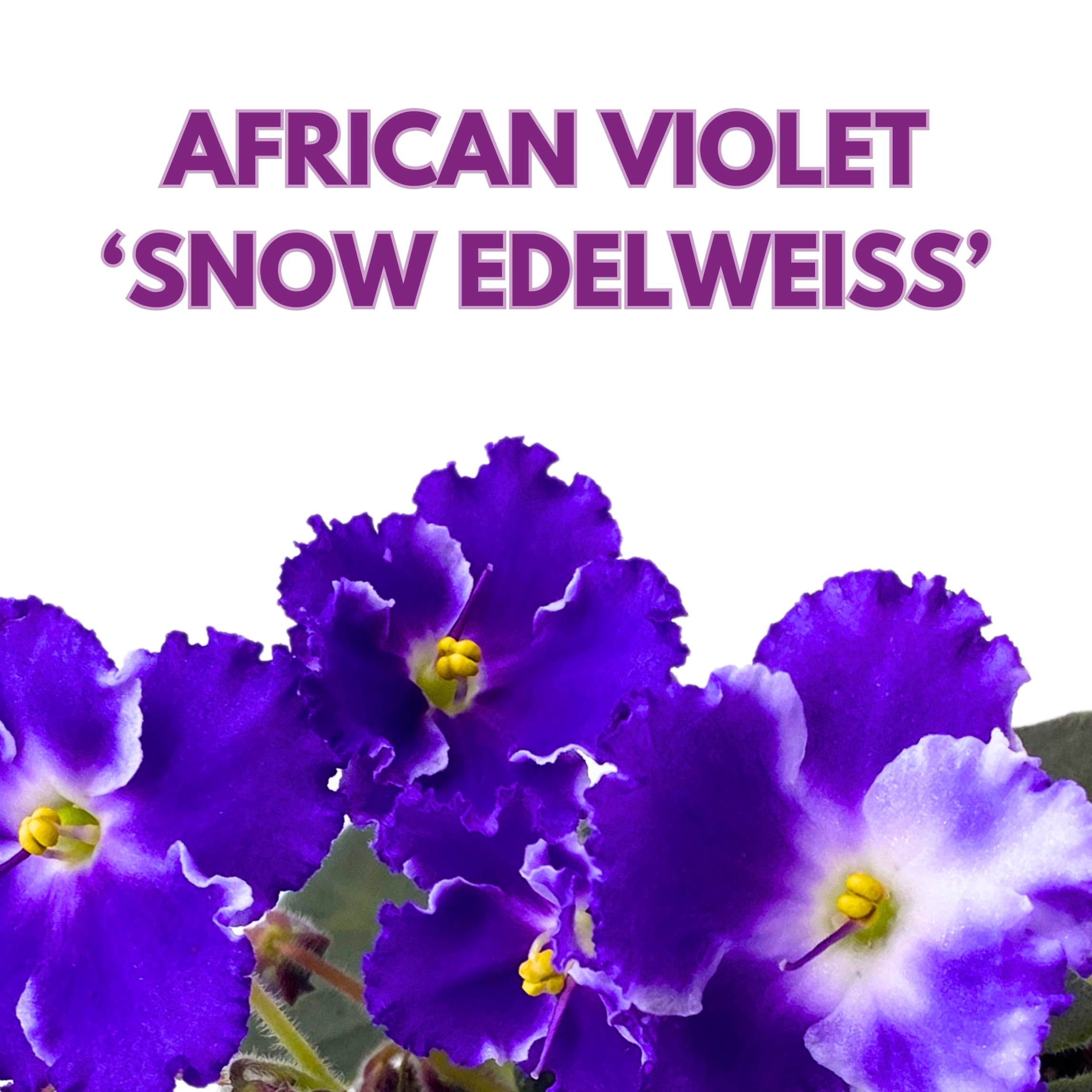 Snow Edelweiss African Violet Saintpaulia 4 inch – Harmony Foliage