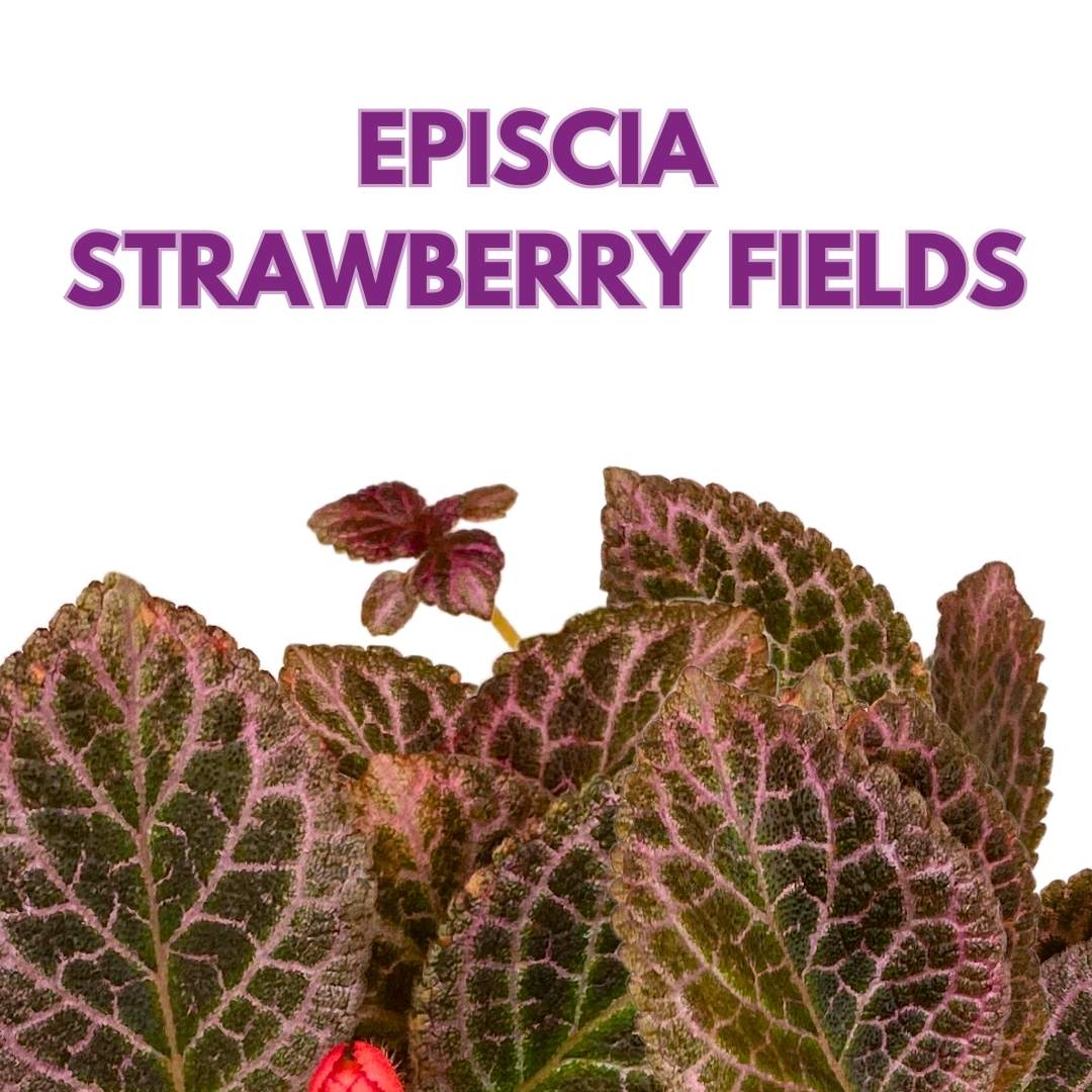 Episcia Strawberry Fields Flame Violet 4 inch