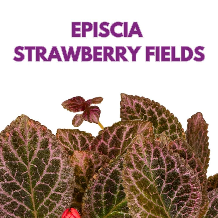 Episcia Strawberry Fields Flame Violet 4 inch