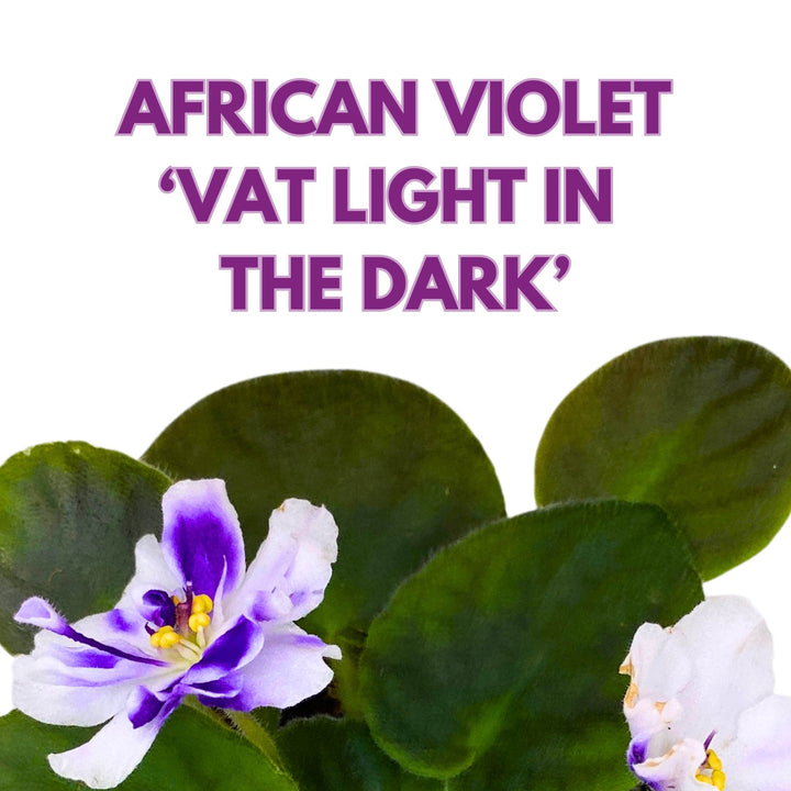 VaT Light in the Dark African Violet 4 inch