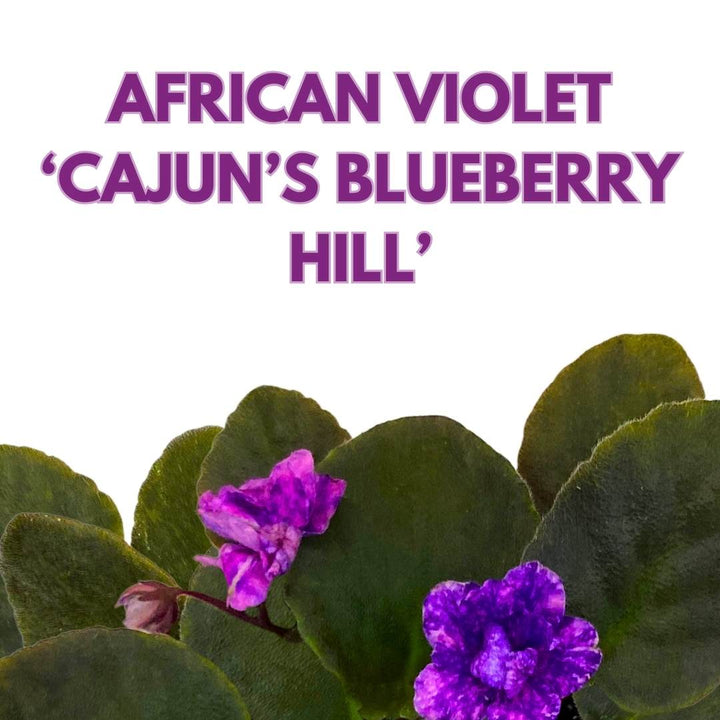 African Violet Cajun's Blueberry Hill 4 inch Gesneriad