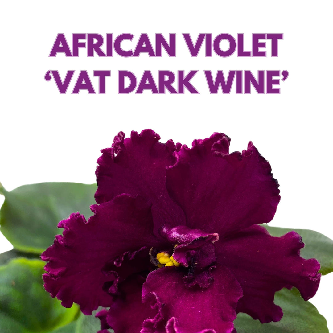 VaT Dark Wine African Violet Saintpaulia 4 inch