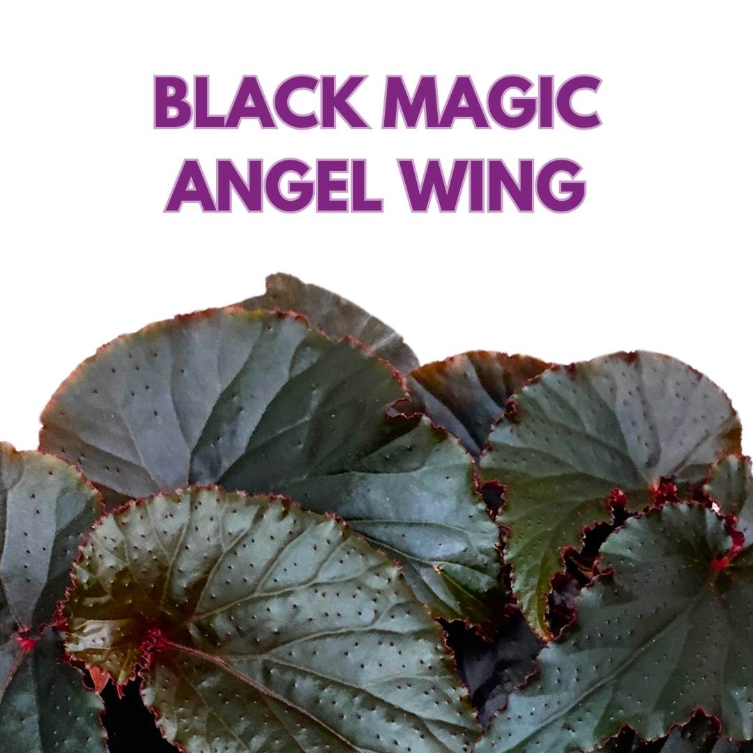 Begonia Black Magic Angel Wing Cane 6 inch