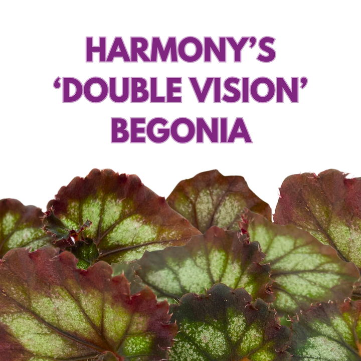 Harmony's Double Vision Begonia Rex 4 inch Black Gray Purple