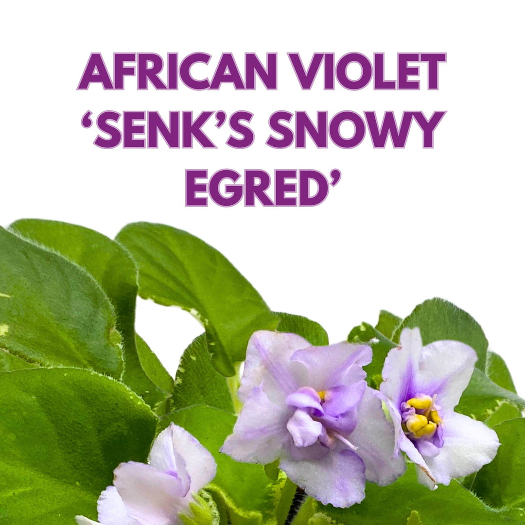 Senk's Snowy Egred Variegated African Violet Saintpaulia 4 inch