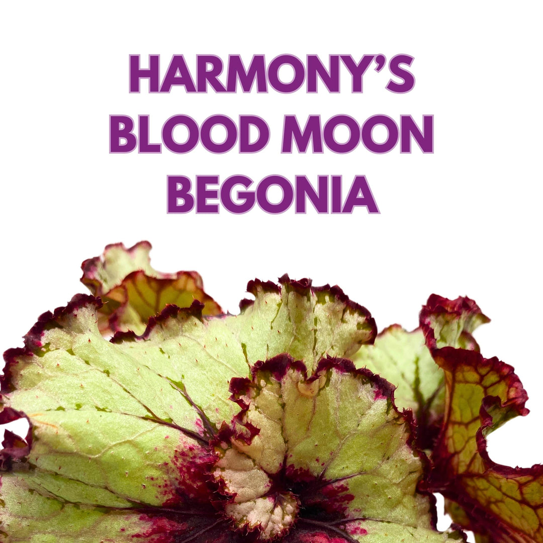 Begonia Rex Harmony's Blood Moon 4 inch